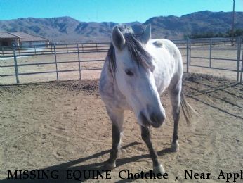 MISSING EQUINE Chotchee , Near Apple Valley, CA, 92307